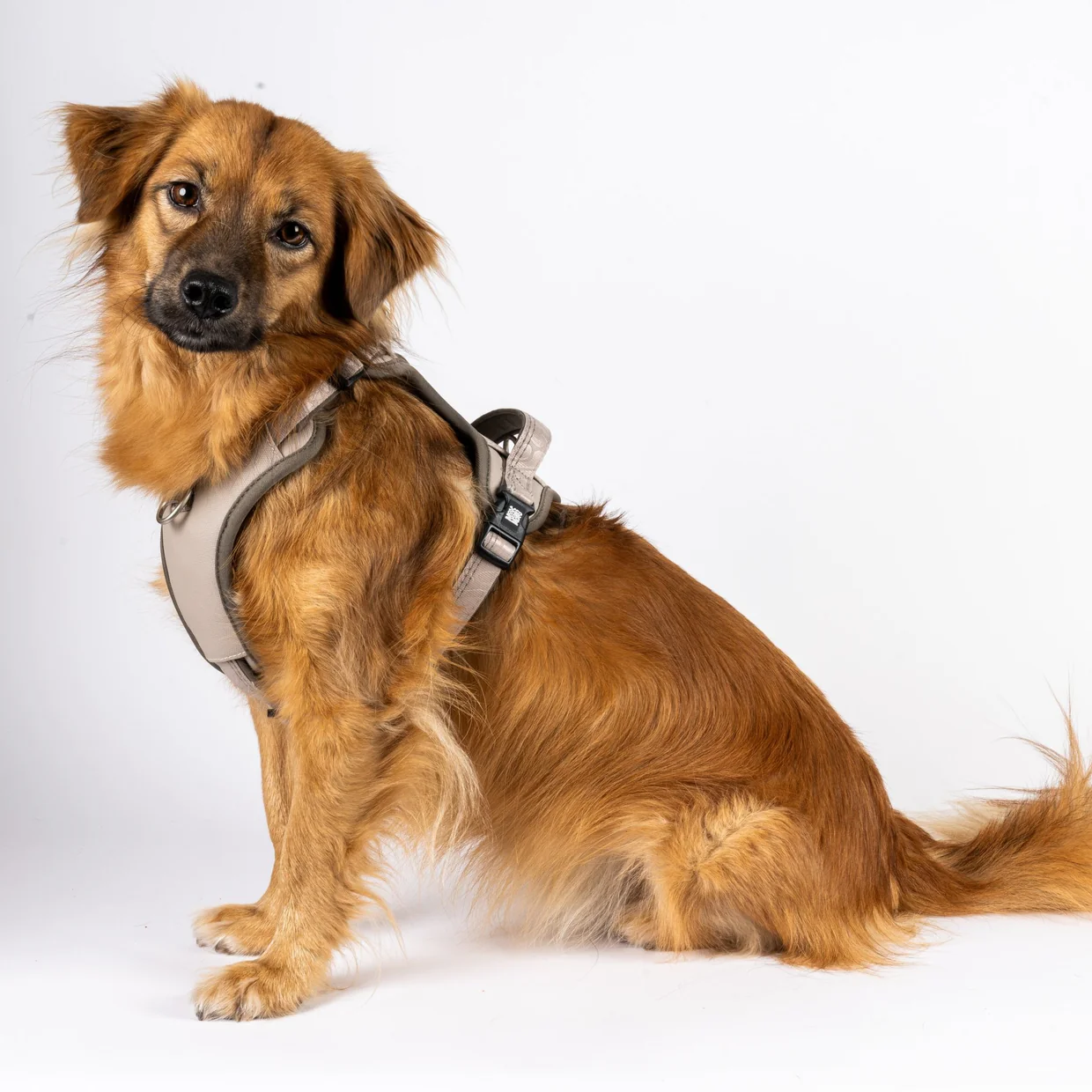 Max & Molly GOTCHA! Smart ID Sport Harness - Matrix 2.0 - Afbeelding 3