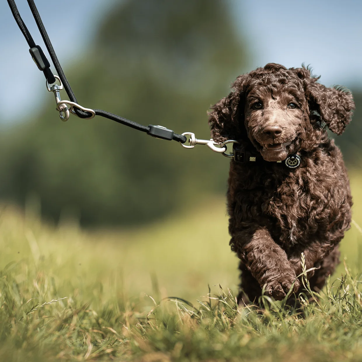 Rope Leash Matrix 2.0 (3 meter, Ø 10 mm) - Afbeelding 2